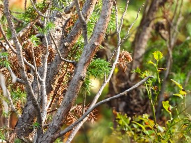 Sonbahar ormanlarında arka planda bulanık çam ağaçları dalları. Doğal çevresel detay görünümü