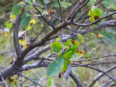 Keçi söğüdü sonbaharda, gövdenin dallanması