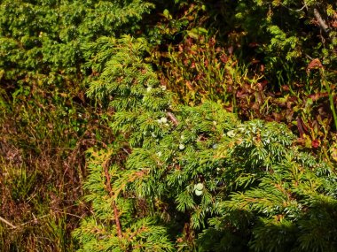 Karpatlar, Alpler ve Himalayalar 'ın dağlık arazisinde Alp ardıcı.   