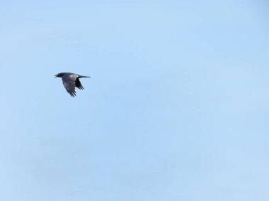 Gökyüzünün arka planına karşı uçan karga         