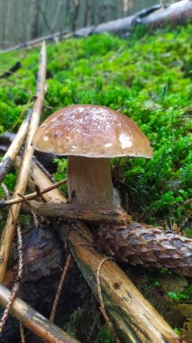 Boletus yenilebilir mantar (Boletus edulis Bull) veya (Boletus schlachetny, pravi, pravdzivek) bir ladin ormanında boletus. Mantar mevsimi.