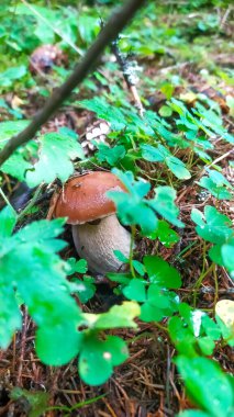 Boletus yenilebilir mantar (Boletus edulis Bull) veya (Boletus schlachetny, pravi, pravdzivek) bir ladin ormanında boletus. Mantar mevsimi.