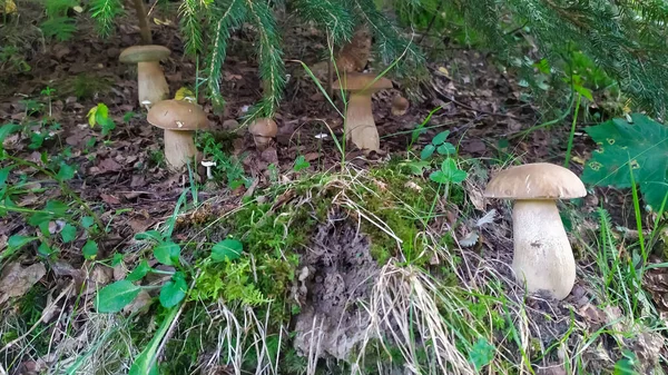 Many white pine mushrooms (Boletus pinophilus) under a spruce branch