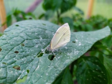 pest sera beyaz sineği (Trialeurodes buharı) patlıcan yaprakları üzerinde