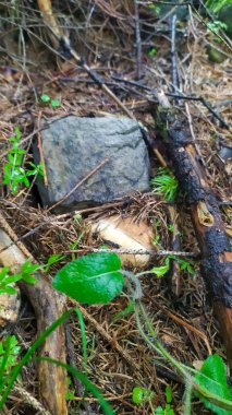 Genç beyaz bir mantar, bir dalın yakınındaki bir taşın altında yetişiyor.