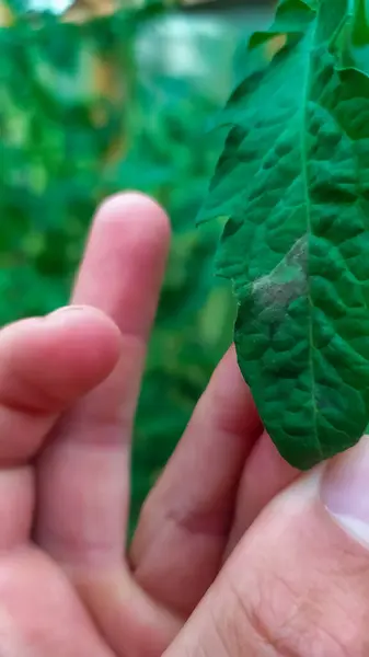 Phytophthora and fungal diseases in tomatoes