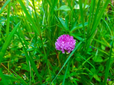 Çayır yoncası (Trifolium pratense) otların arka planında çiçek