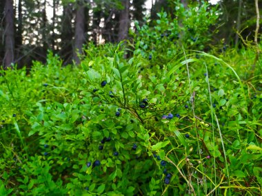 Ukrayna Karpatlarında Estetik Yabanmersini