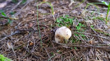 Boletus yenilebilir mantar (Boletus edulis Bull) veya (Boletus schlachetny, pravi, pravdzivek) bir ladin ormanında boletus. Mantar mevsimi.