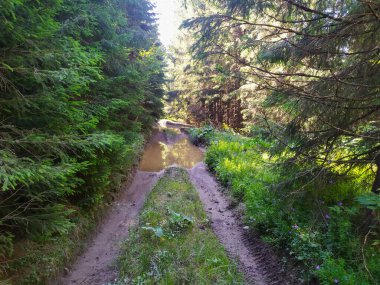 Karpatlar 'daki pitoresk dağ yolu.          