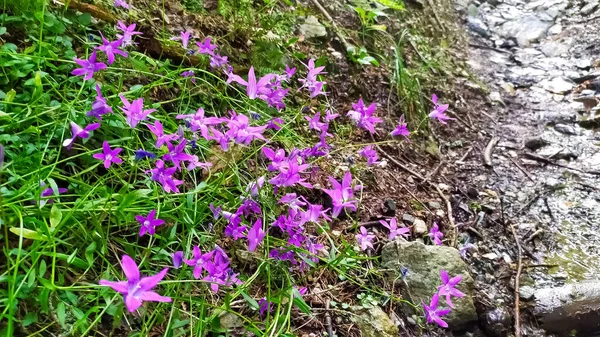 Aesthetic purple bells. Carpathians. (Campanula patula L.)