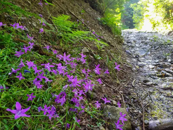 Aesthetic purple bells. Carpathians. (Campanula patula L.)