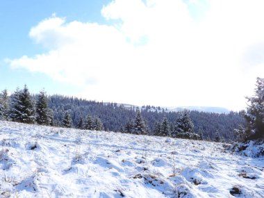 Polonyna (tarla) ve kışın dağlarda genç ladin ağaçları