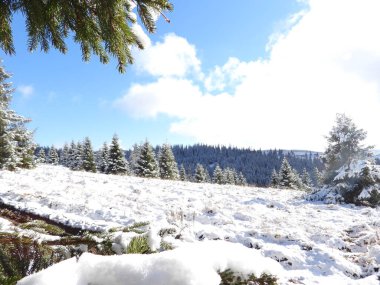 Polonyna (tarla) ve kışın dağlarda genç ladin ağaçları