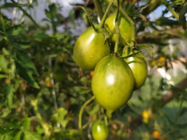 Yeşil domatesler Kiraz ve UPGRAD F1 bir serada yetişir