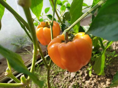 Tatlı biberler Atlant, Husky, Annette, Sultan bir serada yetişir