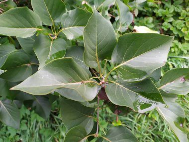 Çimlerin üzerinde genç bir kayın ağacının parlak yaprakları.