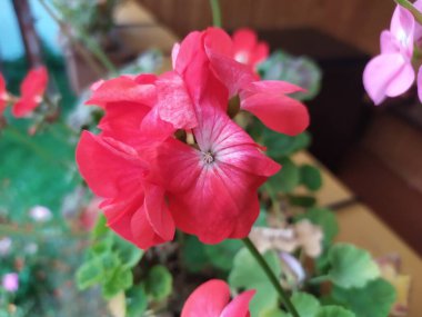 Balkon arka planında pembe ve kırmızı pelargonyum davetiyeleri