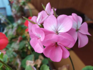 Balkon arka planında pembe ve kırmızı pelargonyum davetiyeleri