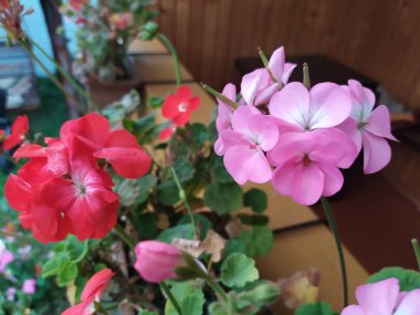 Balkon arka planında pembe ve kırmızı pelargonyum davetiyeleri