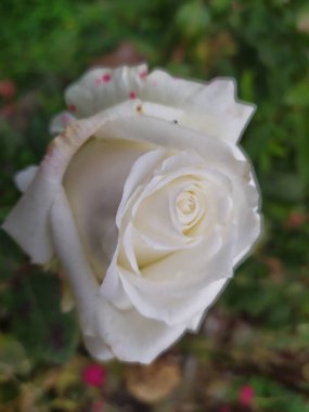 Çiçeklikteki yaprakların arka planında beyaz bir gül