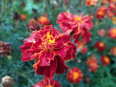 Çiçeklikte bir sürü kırmızı ve sarı kadife çiçeği var.