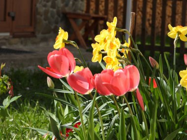 Çiçek tarhında kırmızı laleler (Tulipa) ve sarı nergisler (Narcissus)
