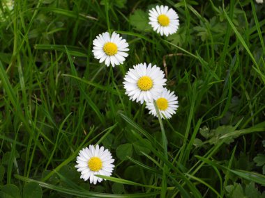 Çayırda papatyalar ve otlar