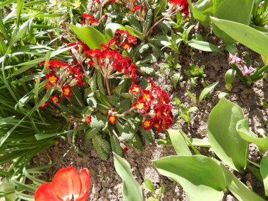 Kırmızı lale Çiçek bahçesinde, yakın çekim