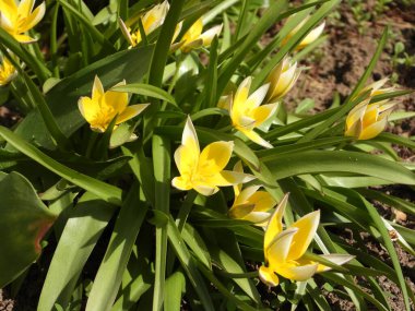 Baharda sarı çiçekler