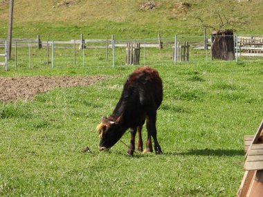 Otlayan kahverengi bir Karpatyalı boğa