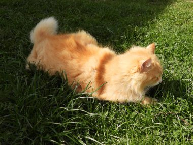 Yeşil çimlerde kırmızı büyük Sibirya kedisi