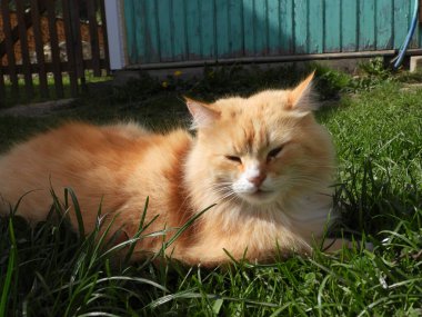 Yeşil çimlerde kırmızı büyük Sibirya kedisi