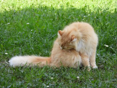 Yeşil çimlerde kırmızı büyük Sibirya kedisi