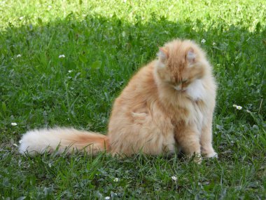 Yeşil çimlerde kırmızı büyük Sibirya kedisi