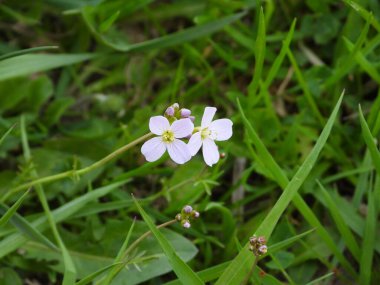  Kardinal 'in kalbinin pembe çiçeği (Cardmine pratnsis) otların arka planında