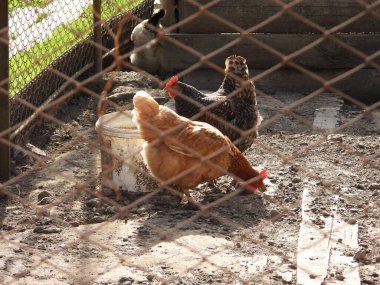 Genç bir tavuk bahçede yürüyor..