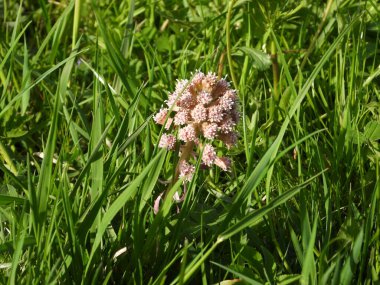 Güzel çiçekler, çiçek konsepti