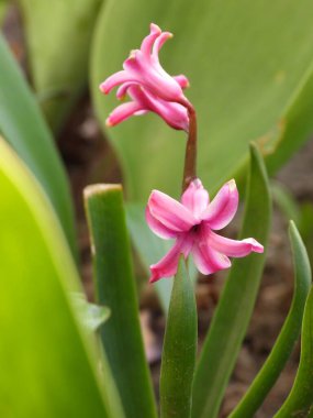 Bahçedeki güzel pembe lale