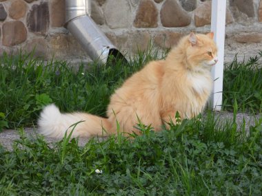 Yeşil çimlerde kırmızı büyük Sibirya kedisi