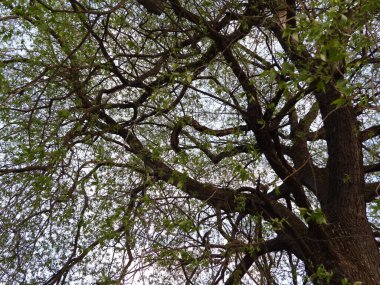 Ağaç dalları, bitki örtüsü ve doğa.