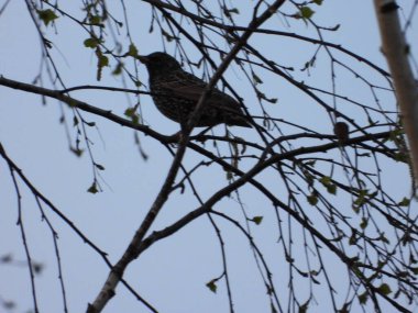 Kuşlar huş ağacında oturuyor, akşam ateş ediyorlar.  