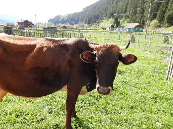 Kahverengi Karpatya ineği otluyor