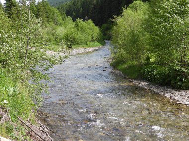 Ukrayna Karpatları 'ndaki Kara Çergüş dağı nehri.