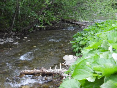 Ukrayna Karpatları 'ndaki Kara Çergüş dağı nehri.