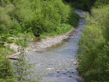 Ukrayna Karpatları 'ndaki Kara Çergüş dağı nehri.