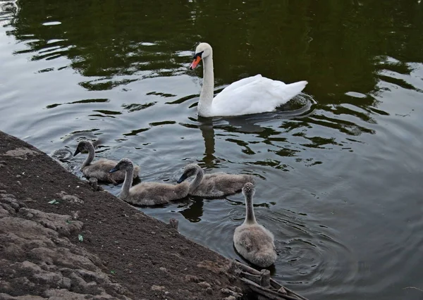 stock image White swan with chicks on the lake