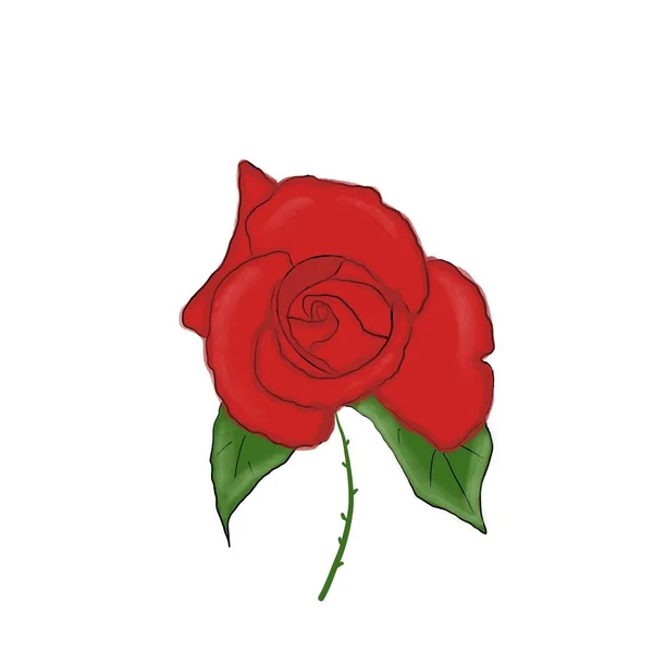 Tło Czerwona Róża — Zdjęcie stockowe