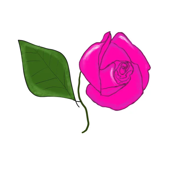 粉红色的玫瑰的背景 — 图库照片
