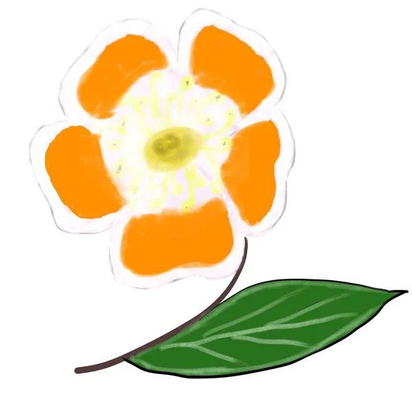 Fondo Flor Naranja — Foto de Stock